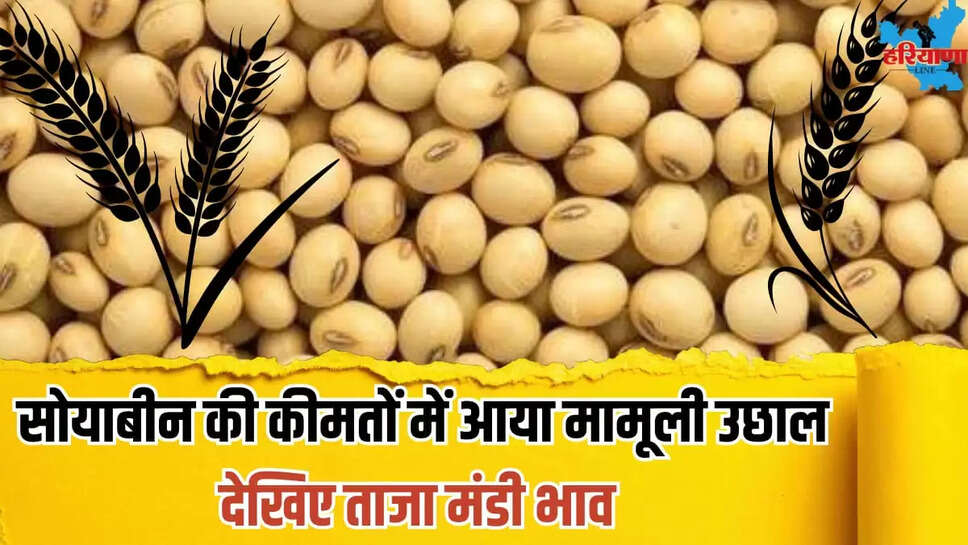 Soybean prices slight increase see today mandi rate