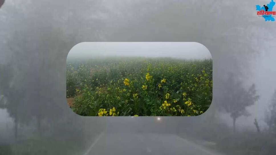 Cold wave update Sirsa