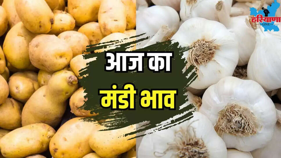 Garlic prices rose potato prices remained low