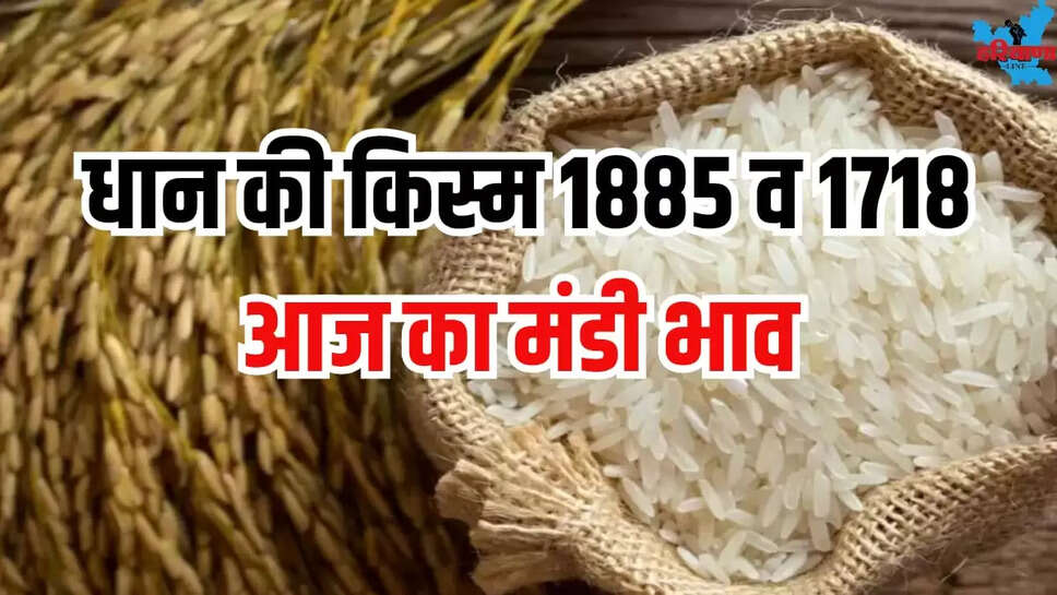 Rice varieties 1885 and 1718 today Mandi Bhav