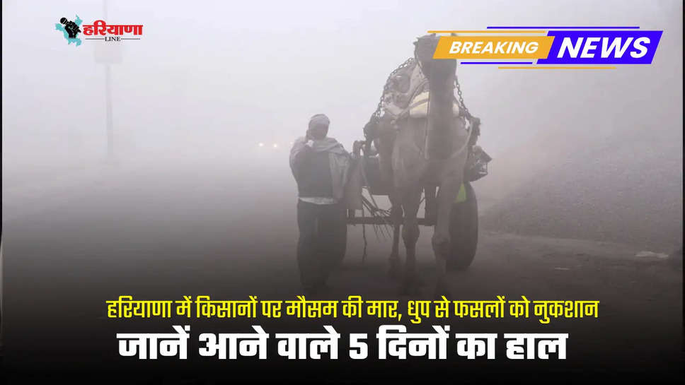 Weather hits farmers in Haryana, crops get damaged due to sunlight, know the condition of the next 5 days 