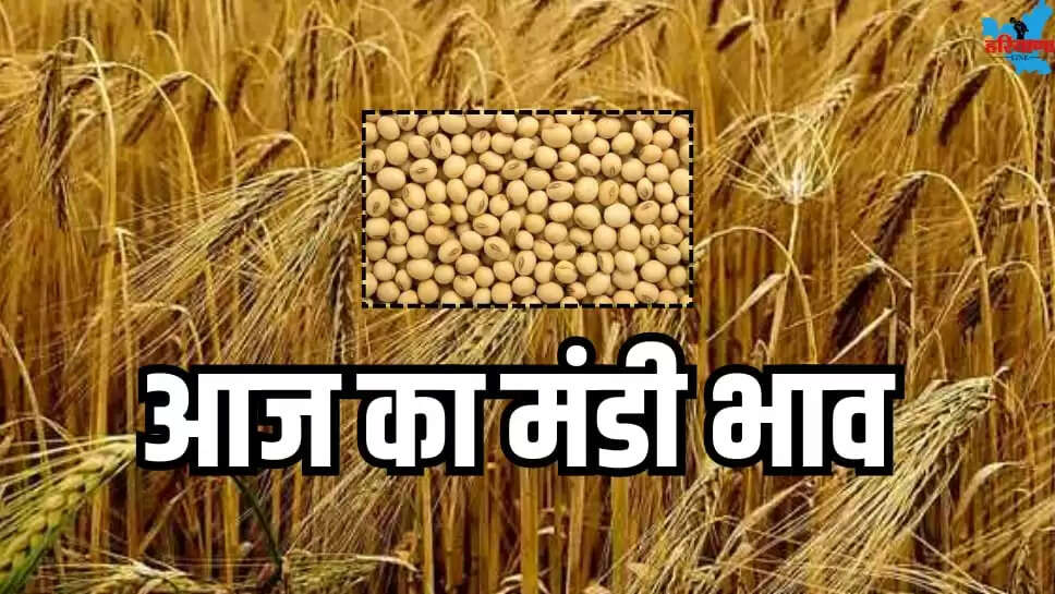 Soybean prices remained stable Neemuch mandi see today Mandi Bhav