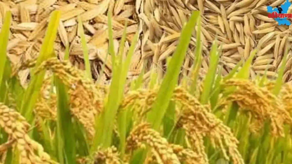 Compared previous season 21000 quintals less of PR paddy