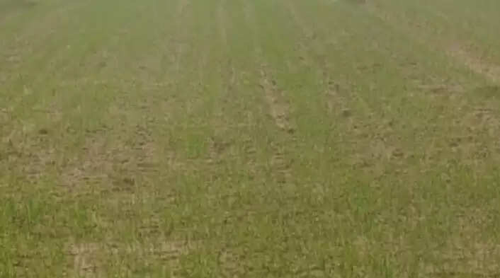 sirsa mosham update