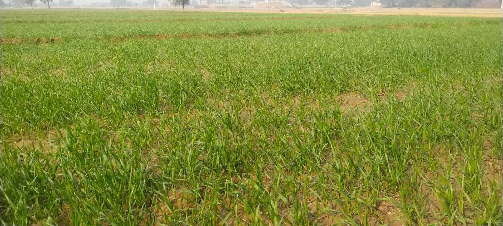 Ways to protect crops from cold