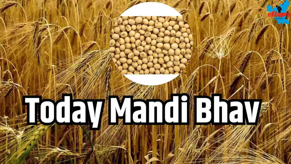 TODAY MANDI BHAV
